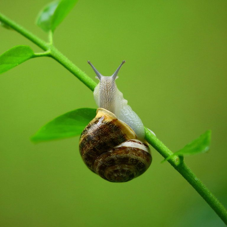 Snail 1836482 1920