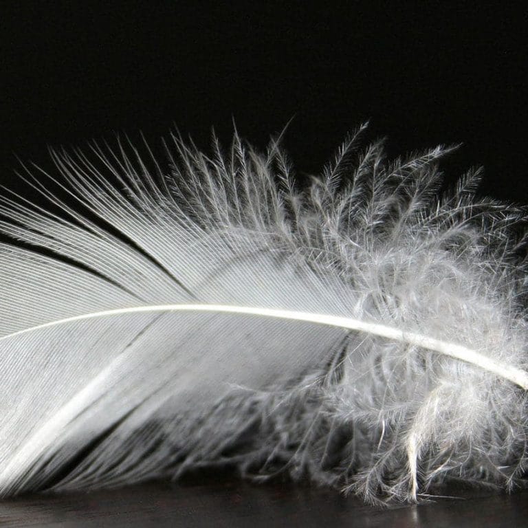 Feather 1228678 1920